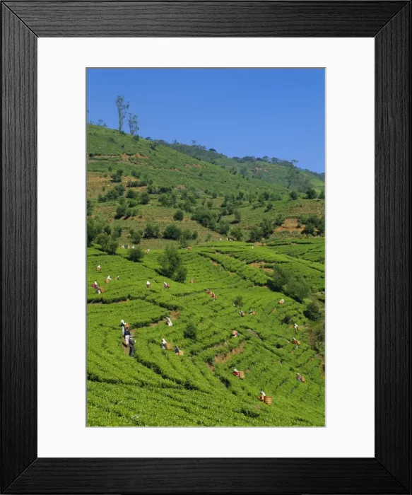 Framed Print : Tea pickers at work Framed Print : Tea pickers at work