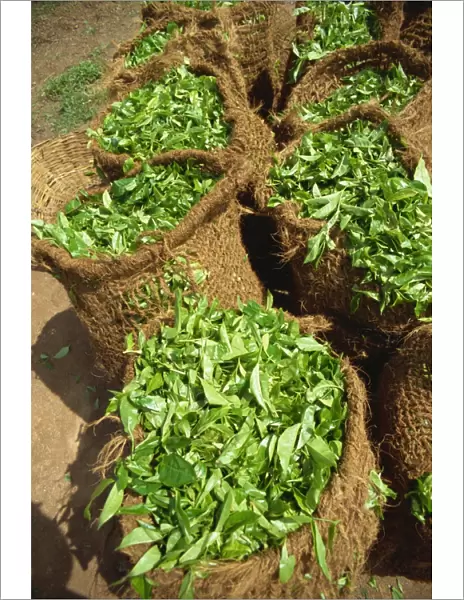 Close-up of sacks of freshly picked tea near Nuwara Eliya in Sri Lanka, Asia