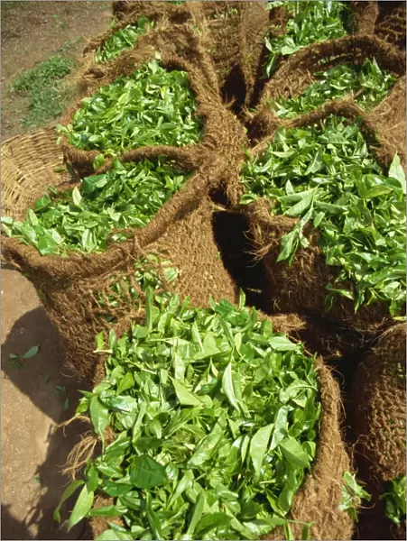 Close-up of sacks of freshly picked tea near Nuwara Eliya in Sri Lanka, Asia