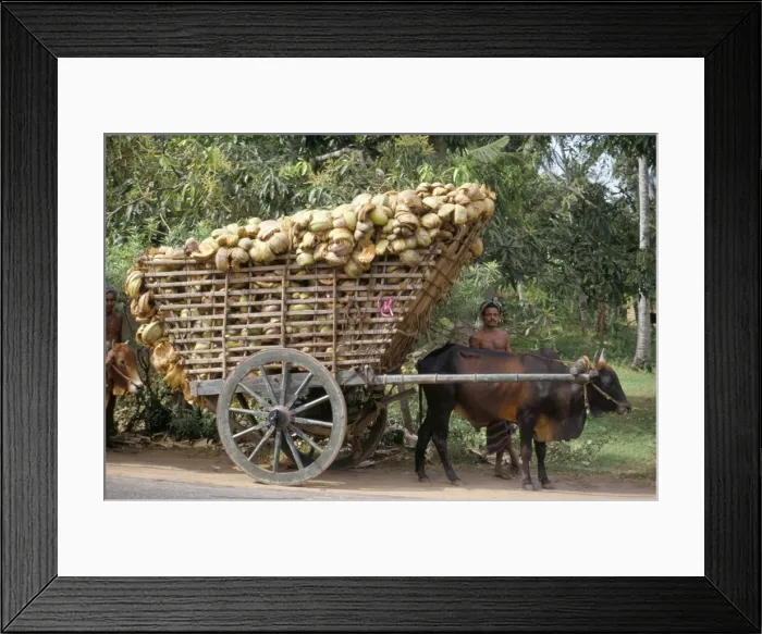 Framed Print : Ox cart loaded with coconut husks