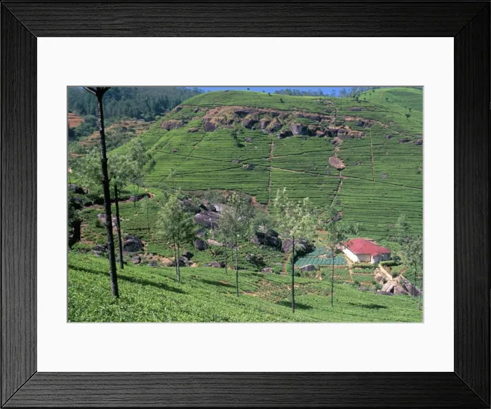 Framed Print : Tea plantations in the hills in the Nuwara Eliya region Framed Print : Tea plantations in the hills in the Nuwara Eliya region
