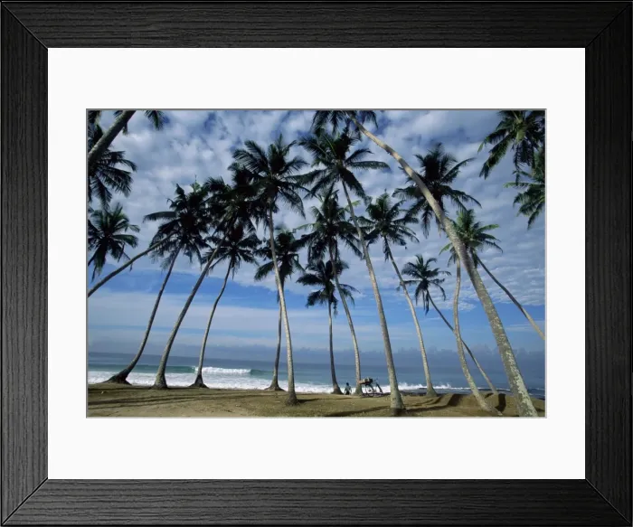 Framed Print : Palm trees between Unawatuna and Weligama Framed Print : Palm trees between Unawatuna and Weligama