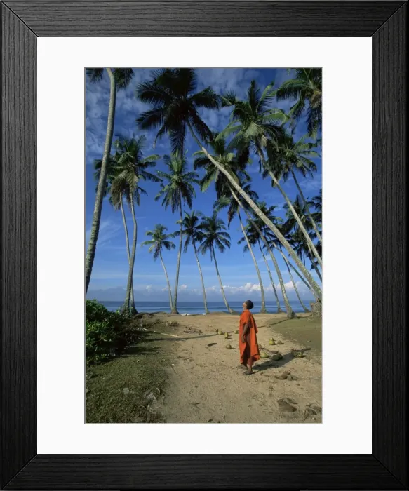 Framed Print : Buddhist monk looking up at palm trees between Unawatuna and Weligama Framed Print : Buddhist monk looking up at palm trees between Unawatuna and Weligama