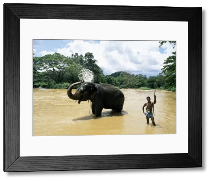 Framed Print : Elephant bathing in the river after a working day Framed Print : Elephant bathing in the river after a working day