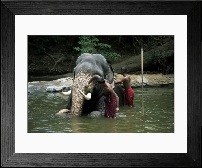 Framed Print : Two men washing an elephant in the river after a working day