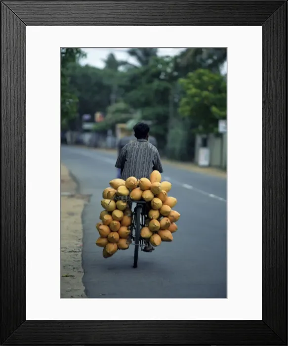 Framed Print : Man carrying coconuts on the back of his bicycle Framed Print : Man carrying coconuts on the back of his bicycle