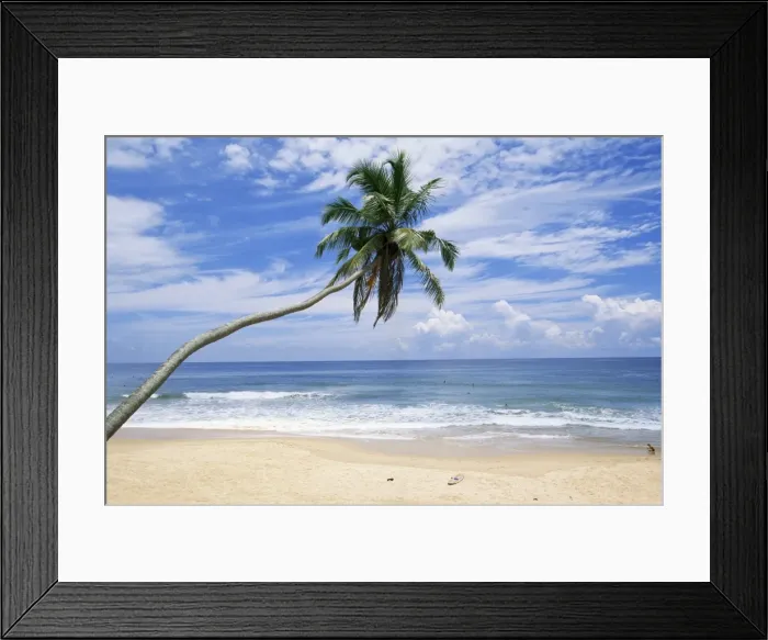 Framed Print : Palm tree, Hikkaduwa beach