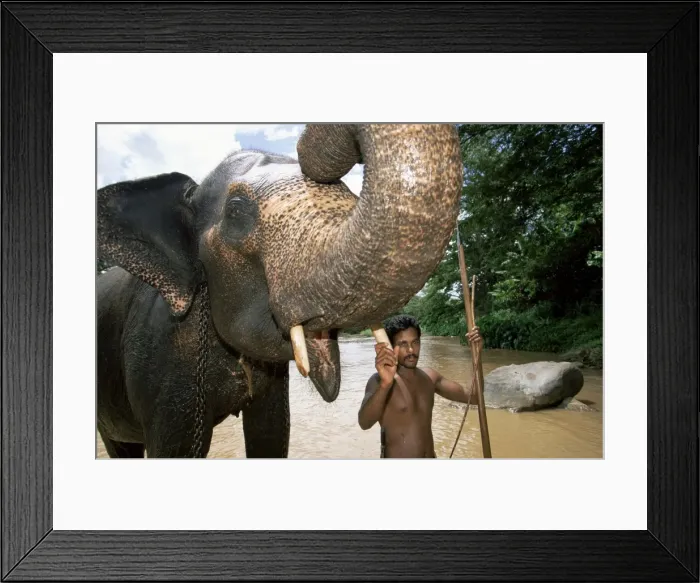 Framed Print : Elephant and his mahout washing in the river near Kandy Framed Print : Elephant and his mahout washing in the river near Kandy
