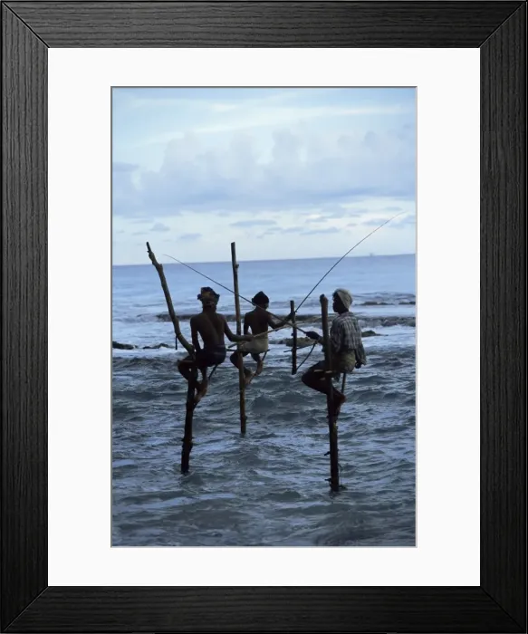 Framed Print : Stilt fishermen fishing from their poles between Unawatuna Framed Print : Stilt fishermen fishing from their poles between Unawatuna