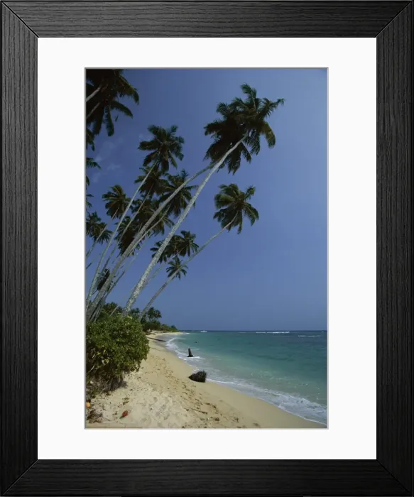 Framed Print : Palm trees and sandy beach on the south coast Framed Print : Palm trees and sandy beach on the south coast