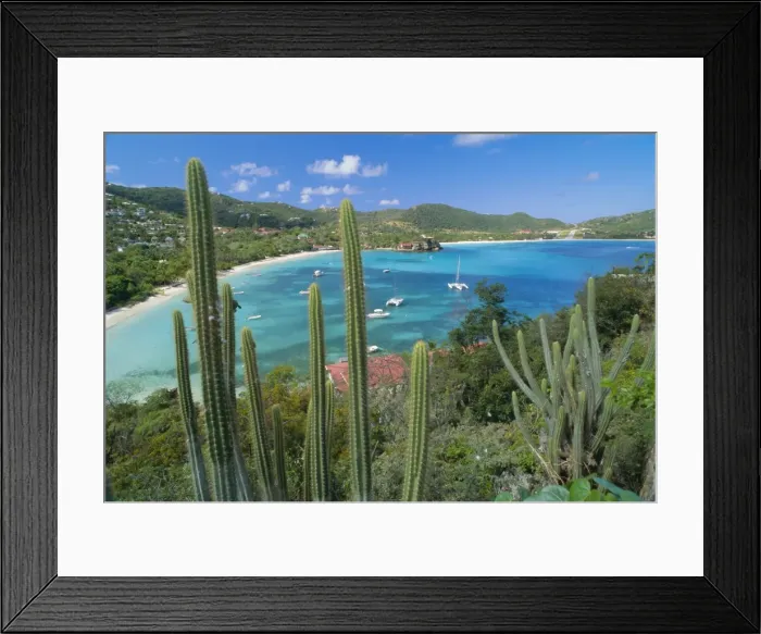 Framed Print : Cactus plants and Bay of St Framed Print : Cactus plants and Bay of St