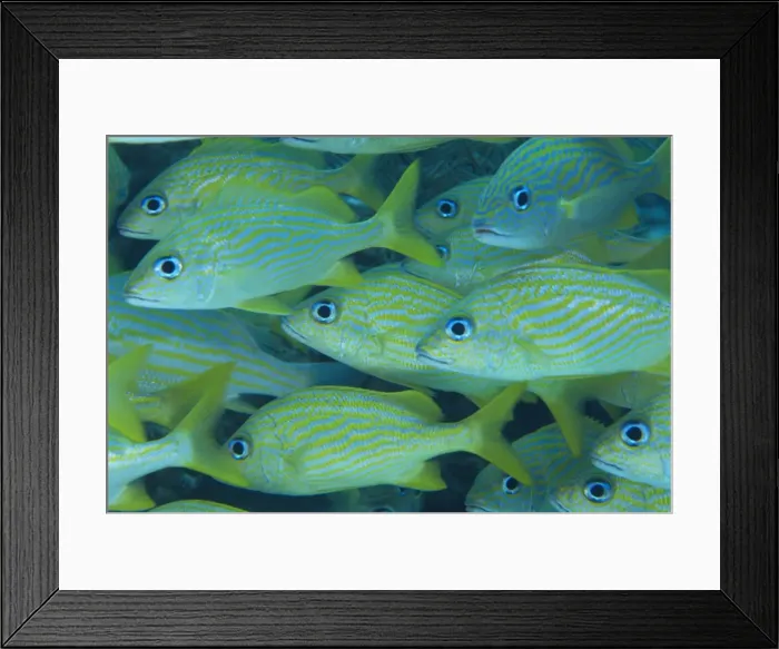 Framed Print : Grunts often school in groups under ledges Framed Print : Grunts often school in groups under ledges