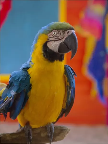 Colourful parrot, St