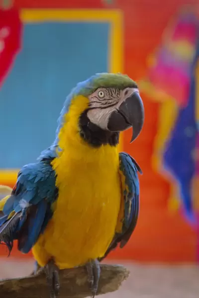 Colourful parrot, St