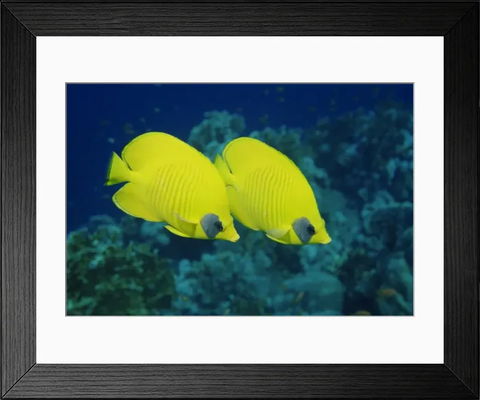 Framed Print : Pair of butterfly fish (Chaetodon Senilarvatus) Framed Print : Pair of butterfly fish (Chaetodon Senilarvatus)