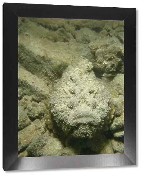 Camouflaged stonefish (Synanceia Verrucosa)