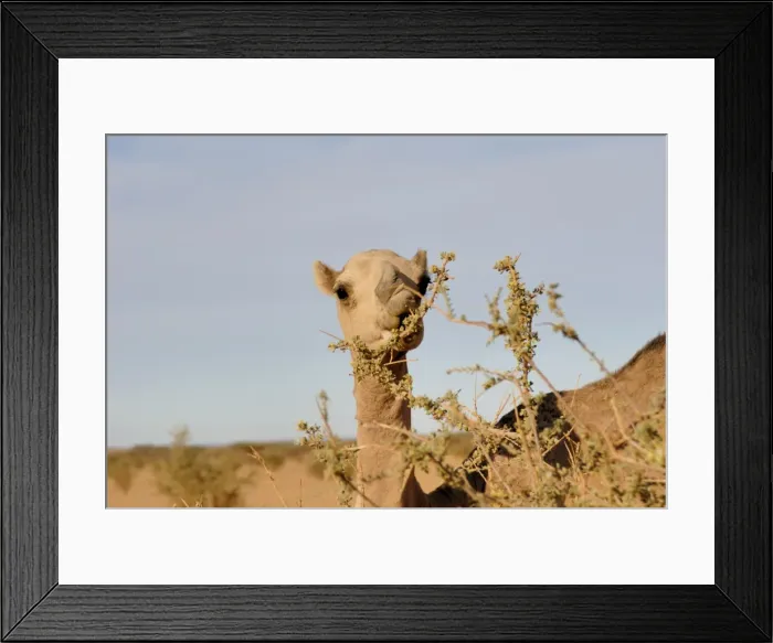 Framed Print : Camel eating acacia Framed Print : Camel eating acacia