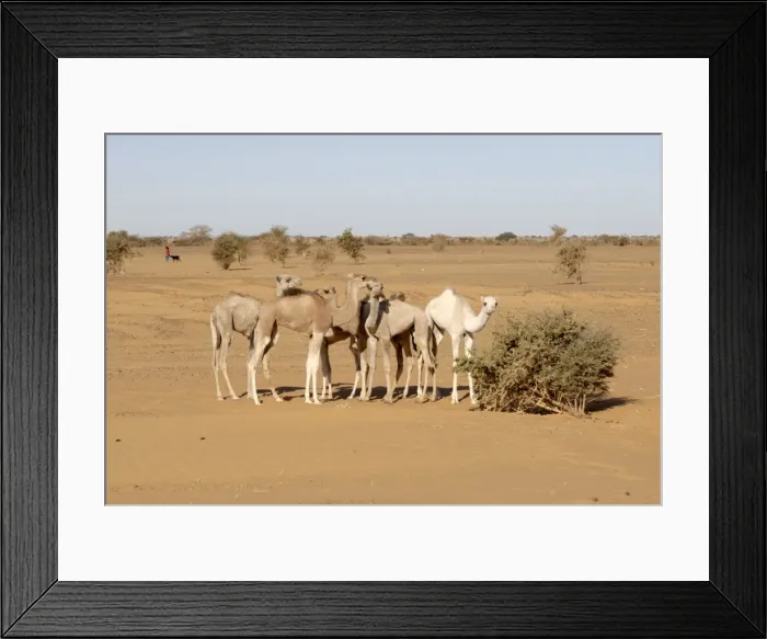 Framed Print : Young camels in desert Framed Print : Young camels in desert