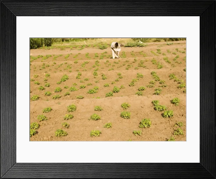 Framed Print : Cultivator
