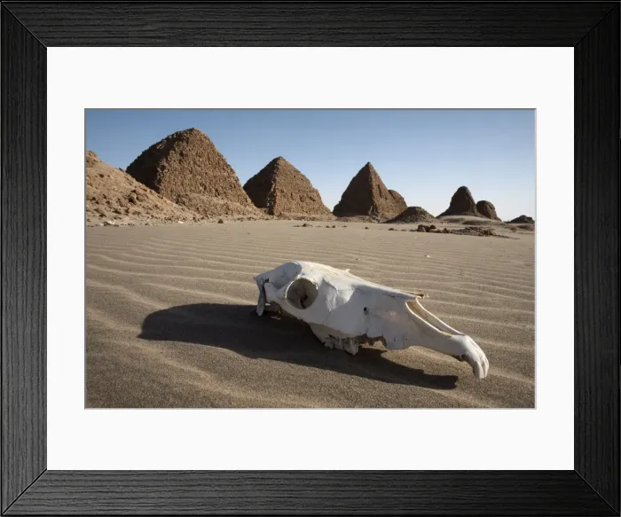 Framed Print : A camel skull at the royal cemetery of Nuri Framed Print : A camel skull at the royal cemetery of Nuri