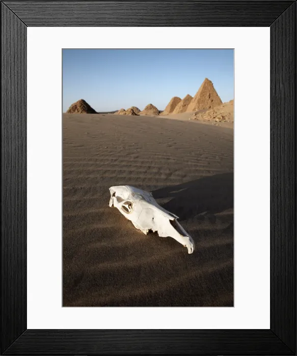 Framed Print : A camel skull at the royal cemetery of Nuri Framed Print : A camel skull at the royal cemetery of Nuri