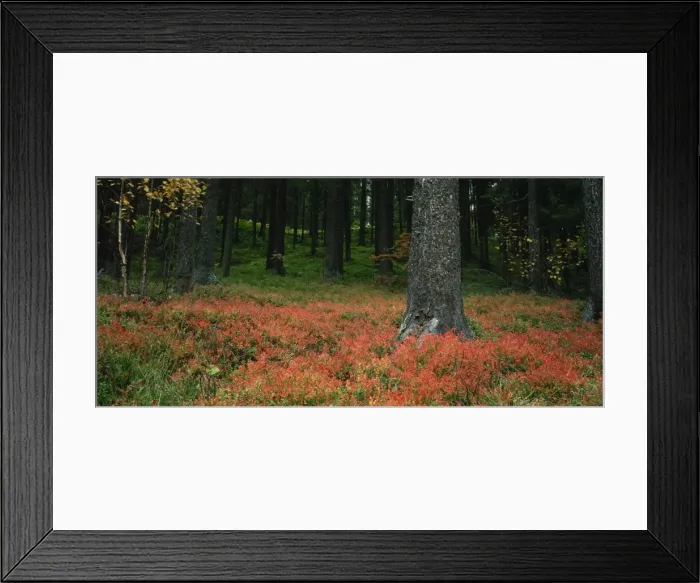 Framed Print : Coniferous woods Framed Print : Coniferous woods