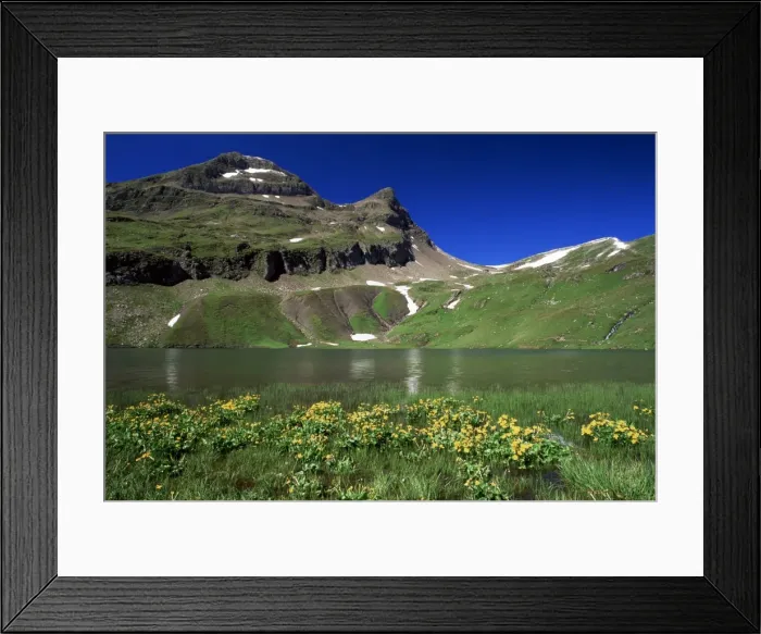Framed Print : Wildflowers beside the Bachalpsee in spring Framed Print : Wildflowers beside the Bachalpsee in spring