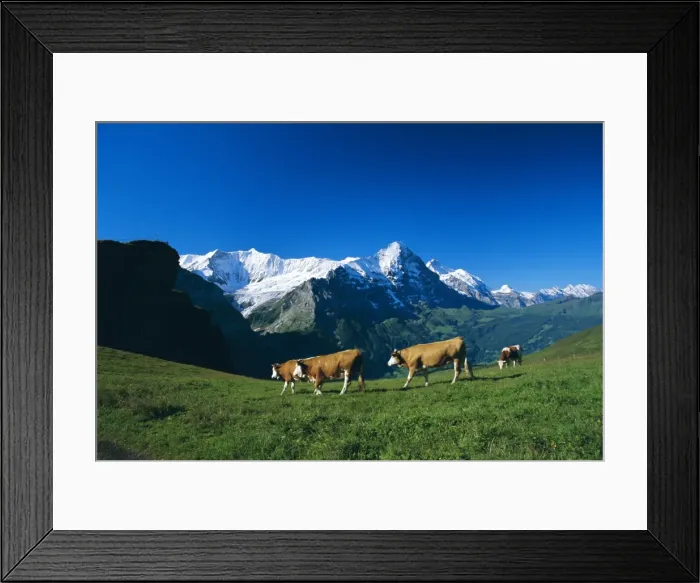 Framed Print : Cows in alpine meadow with Fiescherhorner and Eiger mountains beyond
