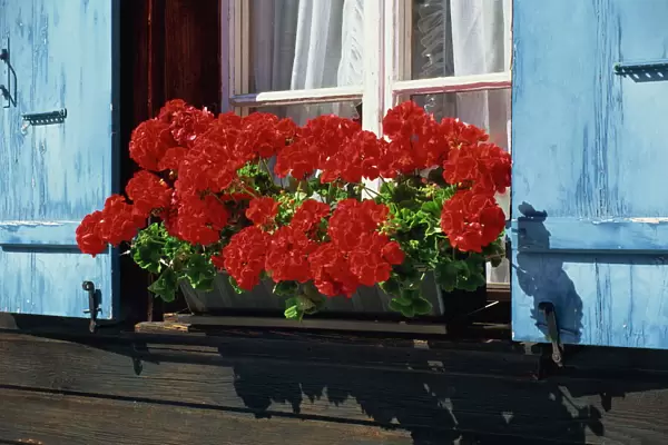 Red geraniums and blue shutters