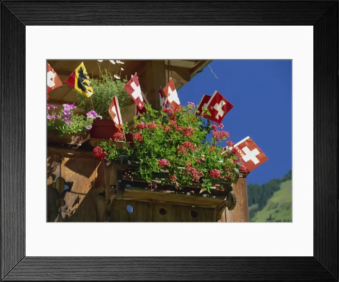 Framed Print : Display of flags to mark Swiss National Day Framed Print : Display of flags to mark Swiss National Day