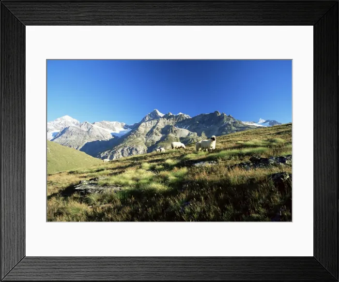 Framed Print : View to the Ober Gabelhorn Framed Print : View to the Ober Gabelhorn