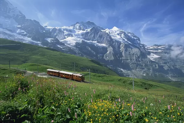 Wild flowers on the slopes beside the Jungfrau railway
