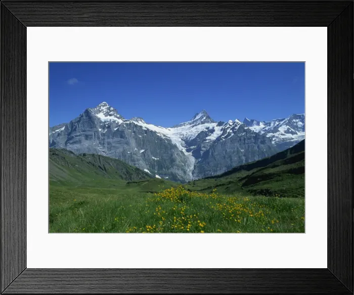 Framed Print : The Wetterhorn and Schreckhorn viewed from First in Framed Print : The Wetterhorn and Schreckhorn viewed from First in