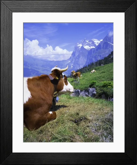 Framed Print : Cows at Alpiglen Framed Print : Cows at Alpiglen