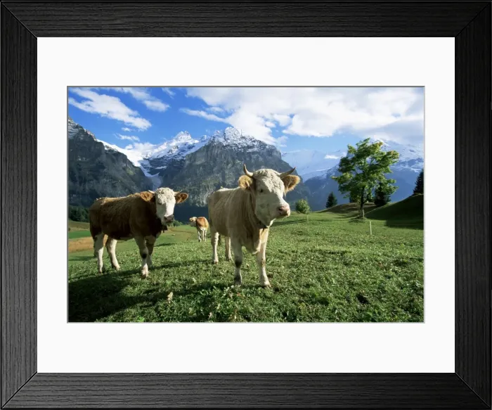 Framed Print : Cows near Grindelwald Framed Print : Cows near Grindelwald
