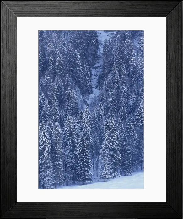 Framed Print : Aerial view over forest covered in snow Framed Print : Aerial view over forest covered in snow