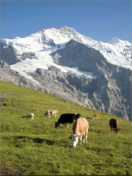Jungfrau, Kleine Scheidegg, Bernese Oberland, Berne Canton, Switzerland, Europe