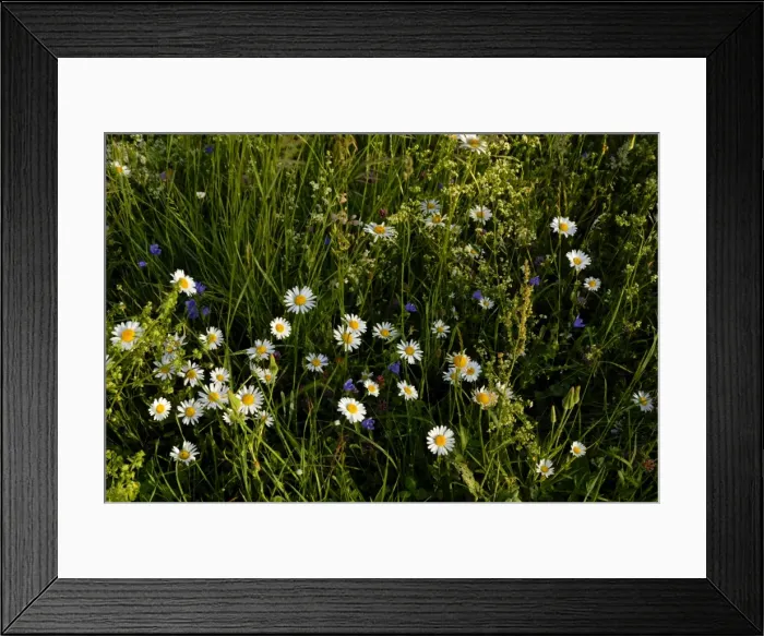 Framed Print : Spring alpine flowers Framed Print : Spring alpine flowers