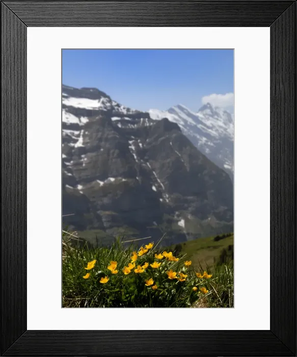 Framed Print : Mountain flowers Framed Print : Mountain flowers
