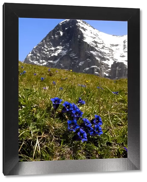 Gentians, Alpine flowers in front of the Eiger