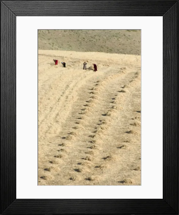 Framed Print : Workers harvesting field Framed Print : Workers harvesting field