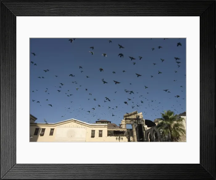 Framed Print : Pigeons in Umayyad Mosque courtyard Framed Print : Pigeons in Umayyad Mosque courtyard