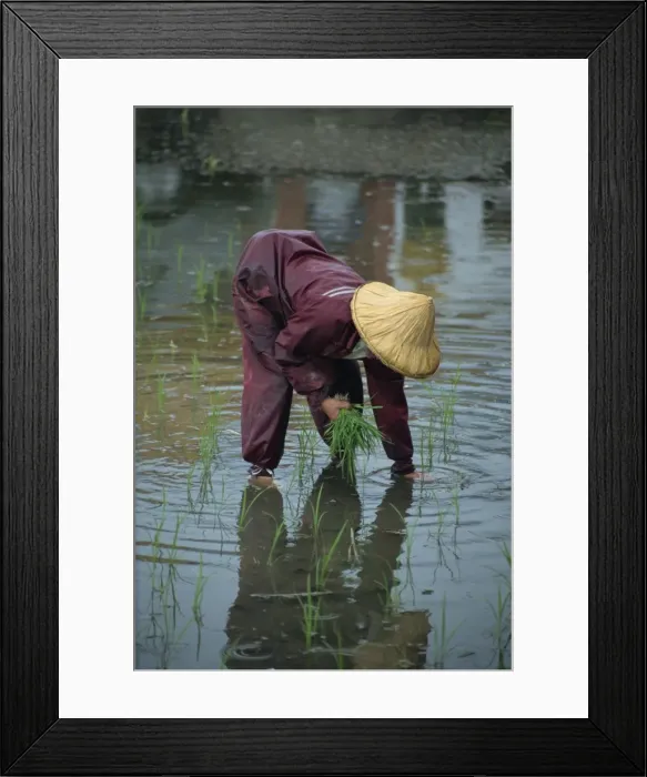 Framed Print : A woman transplanting rice in a paddy field on Framed Print : A woman transplanting rice in a paddy field on