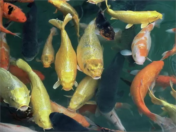 Koi carp fish in pool