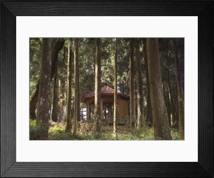 Framed Print : Pavilion in cedar forest Framed Print : Pavilion in cedar forest