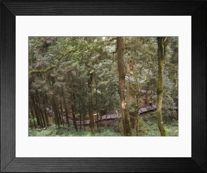 Framed Print : Walkway in cedar forest Framed Print : Walkway in cedar forest