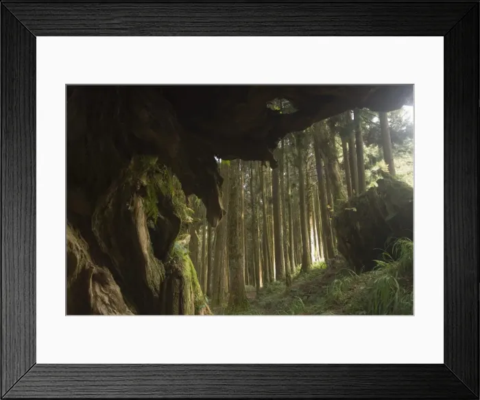 Framed Print : Giant tree trunk in cedar forest Framed Print : Giant tree trunk in cedar forest