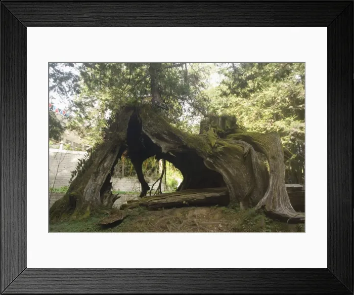 Framed Print : Giant tree trunk in cedar forest Framed Print : Giant tree trunk in cedar forest