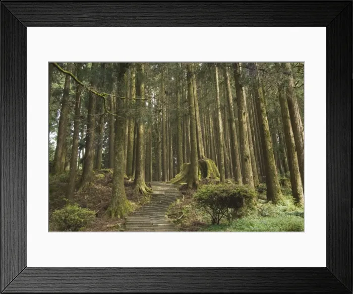 Framed Print : Cedar forest Framed Print : Cedar forest