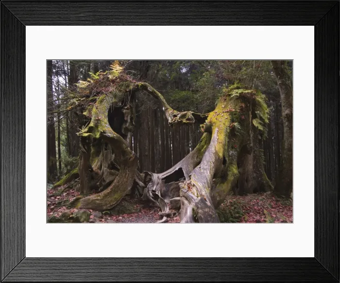 Framed Print : Giant tree trunk in cedar forest Framed Print : Giant tree trunk in cedar forest